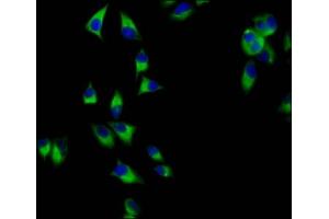 Immunofluorescence staining of Hela cells with ABIN7165044 at 1:200, counter-stained with DAPI. (AMN Antikörper  (AA 25-163))