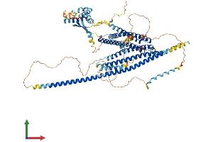 AlphaFold protein structure predicition of Human Recombinant WHAMM Protein, UniprotID Q8TF30