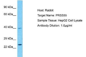Host: Rabbit Target Name: PRSS55 Sample Type: HepG2 Whole Cell lysates Antibody Dilution: 1. (PRSS55 Antikörper  (C-Term))