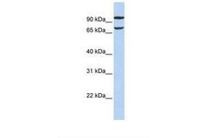 PIEZO2 antibody  (AA 2570-2619)