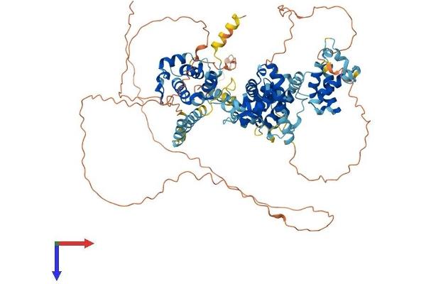 BEND3 Protein (AA 1-828) (His tag)