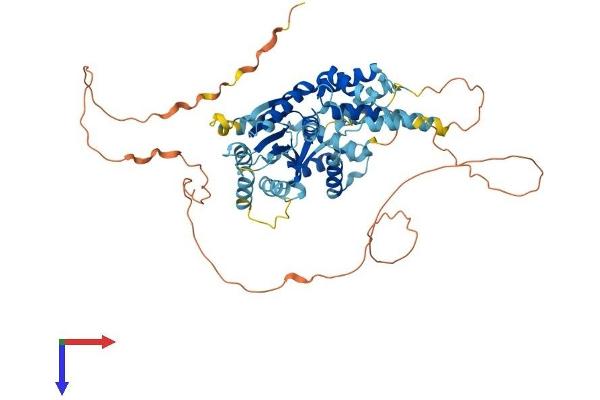 CDC6 Protein (AA 1-560) (His tag)