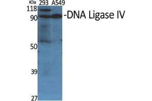 Western Blot (WB) analysis of specific cells using DNA Ligase IV Polyclonal Antibody.