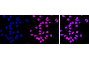 anti-Methyl-CpG Binding Domain Protein 3 (MBD3) antibody