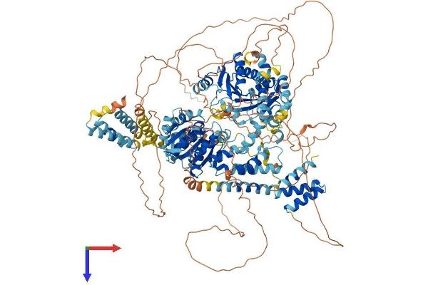 ERCC6L Protein (AA 1-1240) (His tag)