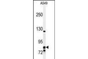Western blot analysis of NR3C1 Antibody in A549 cell line lysates (35ug/lane) (Glucocorticoid Receptor Antikörper  (C-Term))