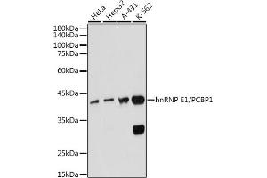 Western blot analysis of extracts of various cell lines, using hnRNP E1/hnRNP E1/PCBP1 antibody (ABIN7269448) at 1:1000 dilution. (PCBP1 Antikörper)