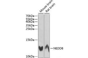 Western blot analysis of extracts of various cell lines using NEDD8 Polyclonal Antibody at dilution of 1:1000. (NEDD8 Antikörper)