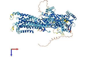 ATP8B4 Protein (AA 1-1192) (His tag)