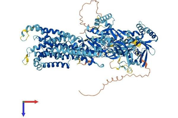 ATP8B4 Protein (AA 1-1192) (His tag)