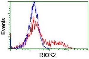 Image no. 6 for anti-RIO Kinase 2 (RIOK2) (AA 277-552) antibody (ABIN1491304) (RIOK2 Antikörper  (AA 277-552))