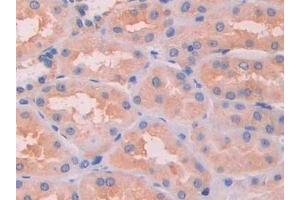 Detection of SAP in Human Kidney Tissue using Polyclonal Antibody to Serum Amyloid P Component (SAP) (APCS Antikörper  (AA 23-223))