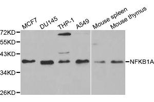 Western blot analysis of extracts of various cell lines, using NFKBIA antibody (ABIN5998339) at 1/1000 dilution.