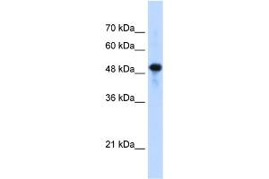 WB Suggested Anti-SEPT10(septin 10) Antibody Titration:  1.