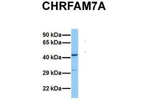 Host:  Rabbit  Target Name:  CHRFAM7A  Sample Tissue:  Human MCF7  Antibody Dilution:  1. (CHRFAM7A Antikörper  (N-Term))