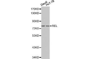 Western blot analysis of Daudi cell and HuT-78 cell lysate using REL antibody. (c-Rel Antikörper  (AA 1-300))