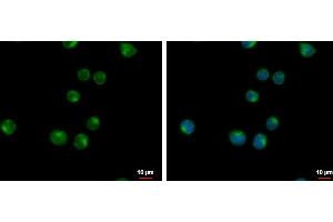 ICC/IF Image VPS37C antibody [N1], N-term detects VPS37C protein at cytoplasm by immunofluorescent analysis.