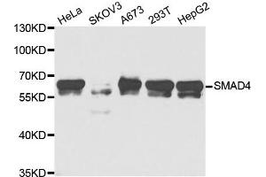 Western Blotting (WB) image for anti-SMAD Family Member 4 (SMAD4) antibody (ABIN1876858)