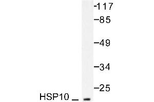 Image no. 1 for anti-Heat Shock 10kDa Protein 1 (Chaperonin 10) (HSPE1) antibody (ABIN265468)