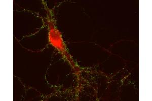 Indirect immunostaining of PFA fixed mouse hippocampus neurons with anti-APP (dilution 1 : 500; red) and mouse anti-Synapsin 1 (cat.