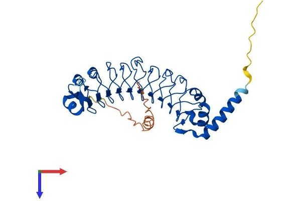 LRRC23 Protein (AA 1-343) (His tag)