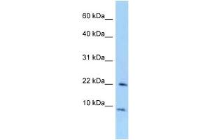 WB Suggested Anti-Tceal7 Antibody Titration: 1.