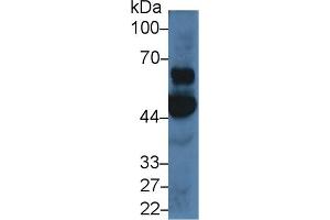 Detection of OAS1 in Porcine Cerebrum lysate using Polyclonal Antibody to 2',5'-Oligoadenylate Synthetase 1 (OAS1) (OAS1 Antikörper  (AA 74-165))