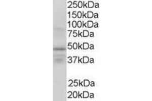 Image no. 1 for anti-Retinoid X Receptor, gamma (RXRG) (AA 213-226) antibody (ABIN298198) (Retinoid X Receptor gamma Antikörper  (AA 213-226))
