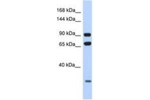 Image no. 1 for anti-Armadillo Repeat Containing 4 (ARMC4) (AA 60-109) antibody (ABIN6748050) (ARMC4 Antikörper  (AA 60-109))