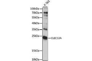 Western blot analysis of extracts of K-562 cells, using CLEC12A antibody. (CLEC12A Antikörper  (AA 66-265))