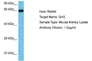 Host: Mouse Target Name: GNL3 Sample Tissue: Mouse Kidney Antibody Dilution: 1ug/ml (Nucleostemin Antikörper  (N-Term))