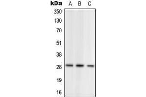 Western blot analysis of NRL expression in HEK293T (A), SP2/0 (B), PC12 (C) whole cell lysates.