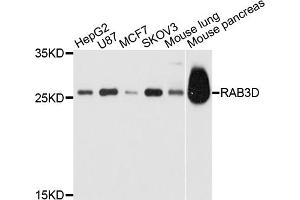 Western blot analysis of extracts of various cell lines, using RAB3D antibody. (RAB3D Antikörper)