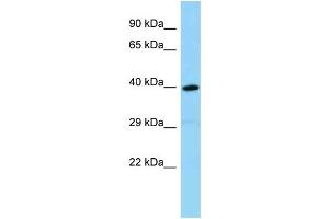 WB Suggested Anti-Olfr1386 Antibody Titration: 1. (OLFR1386 Antikörper  (C-Term))