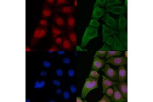 ABIN6262224 and ABIN6266867 staining Hela cells by IF/ICC. (HEXIM1 Antikörper  (C-Term))