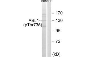 Western blot analysis of extracts from COS cells, treated with EGF (200ng/ml, 30mins), using ABL1 (Phospho-Thr735) antibody. (ABL1 Antikörper  (pThr735))