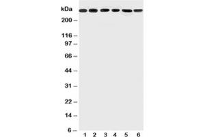 Western Blotting (WB) image for anti-Mucin 5AC, Oligomeric Mucus/gel-Forming (MUC5AC) (N-Term) antibody (ABIN3028851)