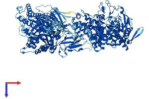 AGL Protein (AA 1-1532) (His tag)