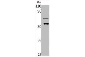 Western Blot analysis of L929 cells using Mucin 13 Polyclonal Antibody (MUC13 Antikörper  (C-Term))