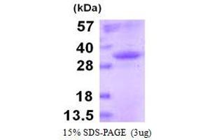 Image no. 1 for Mouse IgG isotype control (ABIN6386943) (Rekombinanter Maus IgG Isotyp-Kontrolle)