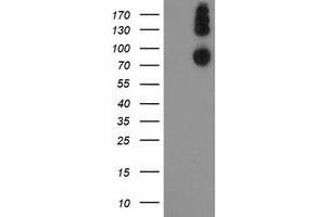 Western Blotting (WB) image for anti-Leucine Proline-Enriched Proteoglycan (Leprecan) 1 (LEPRE1) antibody (ABIN1499131) (LEPRE1 Antikörper)