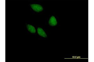 Immunofluorescence of purified MaxPab antibody to EIF3S5 on HeLa cell. (EIF3F Antikörper  (AA 1-357))