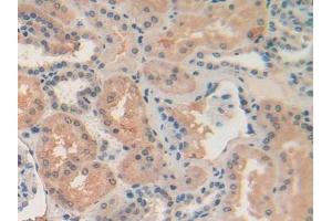 IHC-P analysis of Human Kidney Tissue, with DAB staining. (Retinol Binding Protein 5 Antikörper  (AA 2-135))