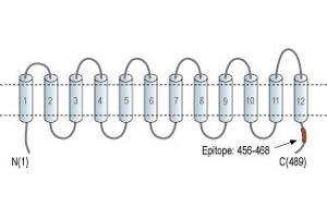 anti-Solute Carrier Family 16, Member 7 (Monocarboxylic Acid Transporter 2) (SLC16A7) (AA 456-468), (C-Term), (Intracellular) antibody