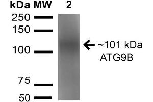 Western blot analysis of Rat Brain cell lysates showing detection of 101 kDa ATG9B protein using Rabbit Anti-ATG9B Polyclonal Antibody . (ATG9B Antikörper  (AA 110-121) (Atto 488))