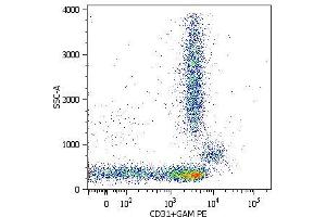 Surface staining of lysed and wash human peripheral blood with purified anti-human CD31 (MEM-05) (detection by Goat anti-mouse IgG1 PE). (CD31 Antikörper  (Biotin))