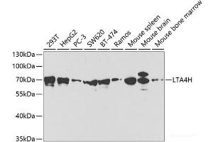 Western blot analysis of extracts of various cell lines using LTA4H Polyclonal Antibody at dilution of 1:1000. (LTA4H Antikörper)