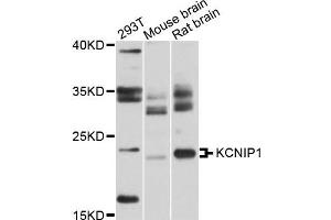 Western blot analysis of extracts of various cells, using KCNIP1 antibody.