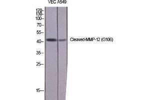 Western Blot (WB) analysis of specific cells using Cleaved-MMP-12 (G106) Polyclonal Antibody. (MMP12 Antikörper  (cleaved, Gly106))