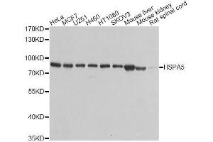 Western blot analysis of extracts of various cell lines, using HSPA5 antibody.